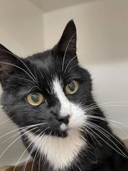 Rescue Domestic Short Hair Cats for Adoption in Hayward, Wisconsin - Burt | PetCurious