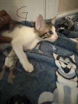 GRETA -  Domestic Short Hair Cat for Adoption in San Antonio, Texas - GRETA | PetCurious