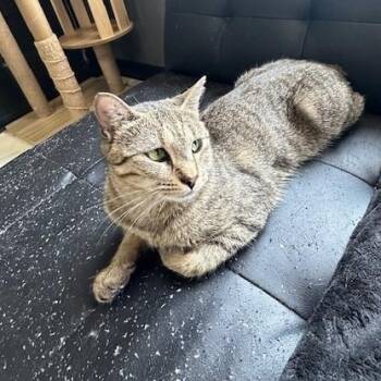 Vickie -  Domestic Short Hair Cat for Adoption in West Warwick, Rhode Island - Vickie | PetCurious