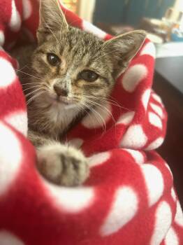 Rescue American Shorthair and Tabby Cats for Adoption in New Orleans, Louisiana - Charles Angel | PetCurious