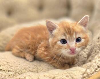 Chester -  Domestic Short Hair Cat for Adoption in Vancouver, Washington - Chester | PetCurious