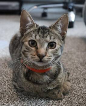 Domestic Short Hair Cats Available for Adoption in Magnolia, Texas - Chanel | PetCurious
