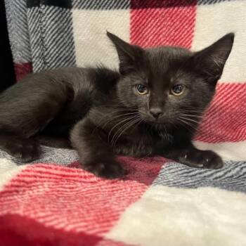 Cricket -  Domestic Short Hair Cat for Adoption in Antioch, California - Cricket | PetCurious