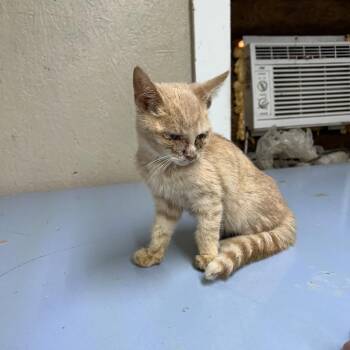 Domestic Short Hair Cats Available for Adoption - Seth | PetCurious