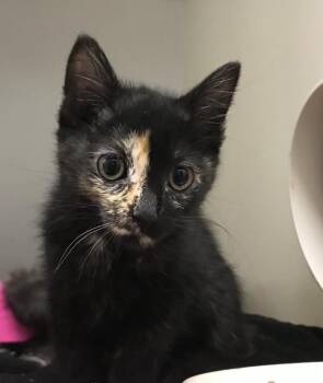 Yuca -  Domestic Medium Hair Cat for Adoption in Buena Vista, Colorado - Yuca | PetCurious