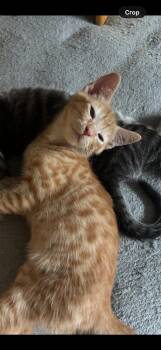 Chester -  Domestic Short Hair Cat for Adoption in Salisbury, North Carolina - Chester | PetCurious