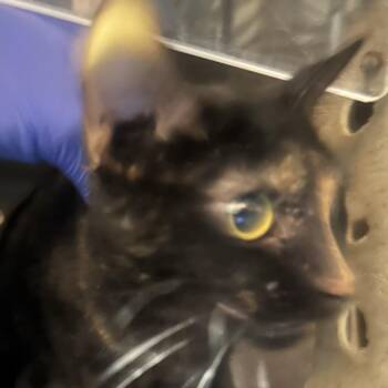 Domestic Short Hair Cats Available for Adoption - Bearcat | PetCurious