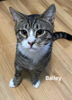 Bailey -  Domestic Short Hair Cat for Adoption in Chicopee, Massachusetts - Bailey | PetCurious