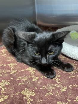 Dani -  Domestic Short Hair Cat for Adoption in Georgetown, Kentucky - Dani | PetCurious