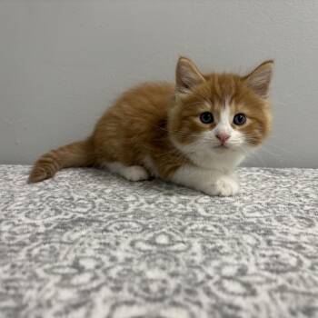 Domestic Medium Hair Cats Available for Adoption in Frankfort, Indiana - Leroy | PetCurious