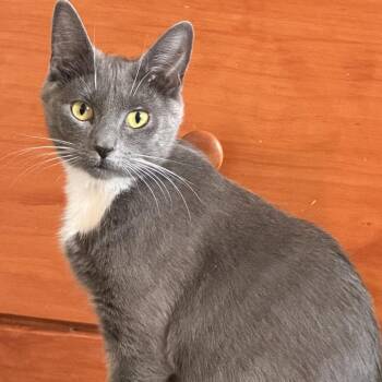 Celeste -  Domestic Short Hair Cat for Adoption in Granville, Ohio - Celeste | PetCurious