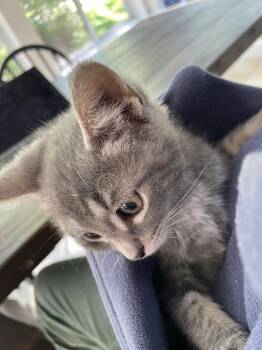 Domestic Short Hair Cats Available for Adoption in Broomall, Pennsylvania - Thistle | PetCurious