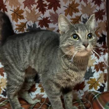 Tootsie -  Domestic Short Hair Cat for Adoption - Tootsie | PetCurious