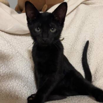 Morel -  Domestic Short Hair Cat for Adoption in Rochester, Minnesota - Morel | PetCurious