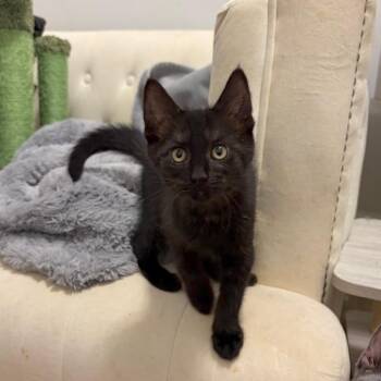 Brielle -  Domestic Short Hair Cat for Adoption in Mastic, New York - Brielle | PetCurious