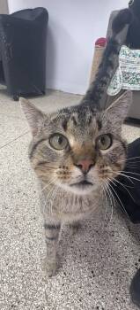 Domestic Short Hair Cats Available for Adoption - Homer | PetCurious