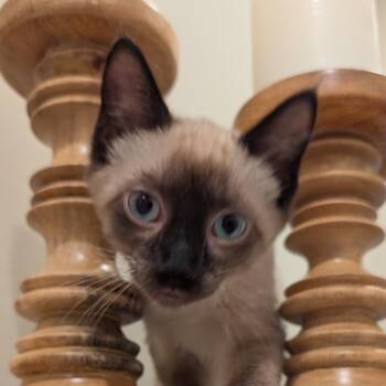 Rescue Siamese Cats for Adoption in Bon Air, Virginia - Lapiz | PetCurious