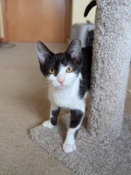 Rescue Domestic Short Hair Cats for Adoption in Mokena, Illinois - Tuffy | PetCurious