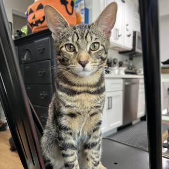 Rescue Domestic Short Hair Cats for Adoption in Los Angeles, California - Marz | PetCurious