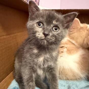 Wild -  Domestic Short Hair Cat for Adoption in Puslinch, Ontario - Wild | PetCurious