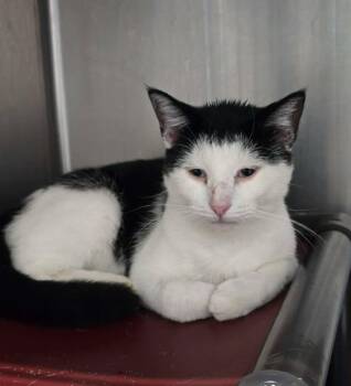 Buttons -  Domestic Short Hair Cat for Adoption in Stillwater, Oklahoma - Buttons | PetCurious