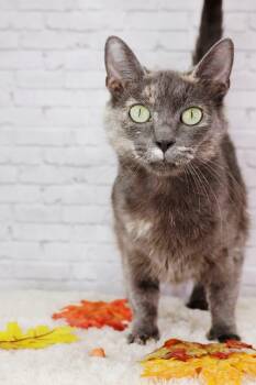 Rescue Domestic Short Hair Cats for Adoption in Ashland, Kentucky - Ember | PetCurious