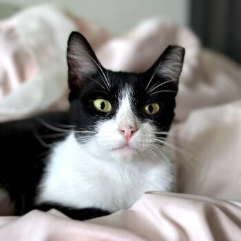 Chihiro -  British Shorthair and Domestic Short Hair Cat for Adoption in Houston, Texas - Chihiro | PetCurious