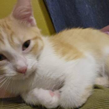 Cliffton -  Domestic Short Hair Cat for Adoption in San Antonio, Texas - Cliffton | PetCurious