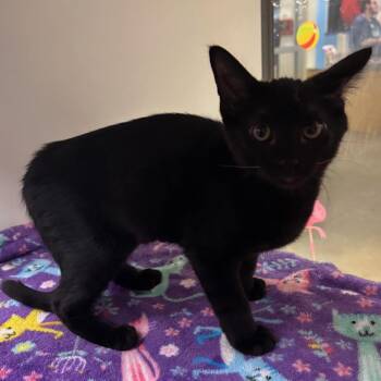 Hope -  Domestic Short Hair Cat for Adoption in Temecula, California - Hope | PetCurious