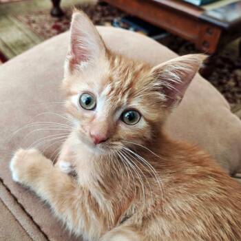 D&F: Dorito -  Domestic Short Hair Cat for Adoption in Falls Church, Virginia - D&F: Dorito | PetCurious
