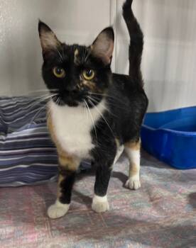 Rescue Calico Cats for Adoption in Kell, Illinois - Nutmeg | PetCurious