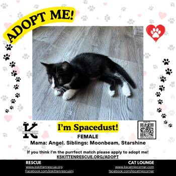 Spcaedust -  Domestic Short Hair Cat for Adoption in OSBORNVILLE, New Jersey - Spcaedust | PetCurious