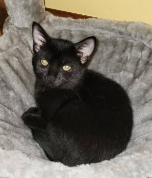 Fuji -  Domestic Short Hair Cat for Adoption in Indiana, Pennsylvania - Fuji | PetCurious