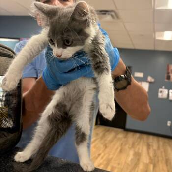 Tia -  Domestic Medium Hair Cat for Adoption in Newark, New Jersey - Tia | PetCurious