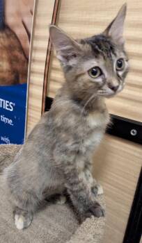 Platinum -  Torbie Cat for Adoption in Farmland, Indiana - Platinum | PetCurious
