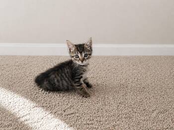 Domestic Short Hair and Tabby Cats Available for Adoption in Greensboro, North Carolina - Marlin | PetCurious