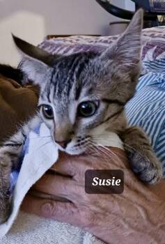 Rescue Tabby Cats for Adoption in Mission Viejo, California - Susie | PetCurious