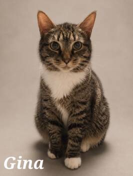 Gina -  Tabby Cat for Adoption in Monroeville, Pennsylvania - Gina | PetCurious
