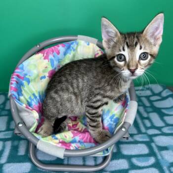 Poptart -  Domestic Short Hair Cat for Adoption in San Antonio, Texas - Poptart | PetCurious
