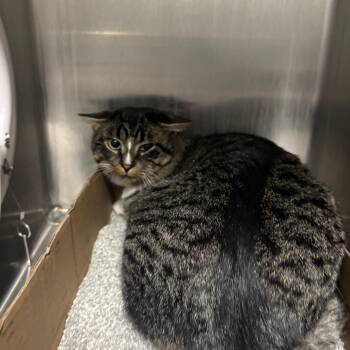 Rescue Domestic Short Hair Cats for Adoption in Buffalo, New York - Beau | PetCurious