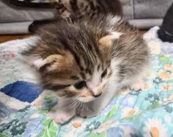 Domestic Short Hair Cats Available for Adoption in Waverly, Iowa - Cinnamon | PetCurious