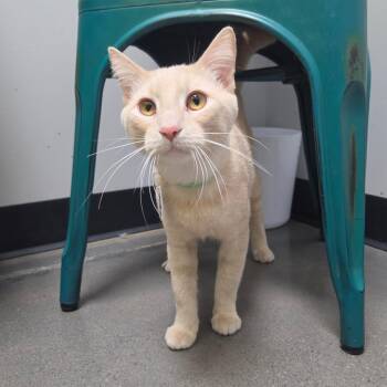 Oak -  Domestic Short Hair Cat for Adoption in Normal, Illinois - Oak | PetCurious