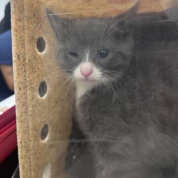 Serlina -  Domestic Short Hair Cat for Adoption in Philadelphia, Pennsylvania - Serlina | PetCurious