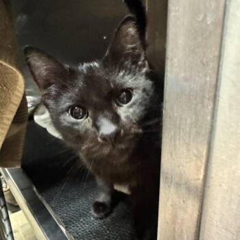 Dahlia -  Domestic Short Hair Cat for Adoption in Mineral Point, Wisconsin - Dahlia | PetCurious