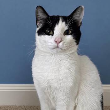 Shade -  Domestic Short Hair Cat for Adoption in Pilot Point, Texas - Shade | PetCurious