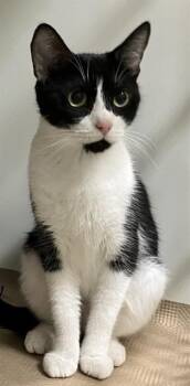 OREO -  Domestic Short Hair Cat for Adoption in Boston, Massachusetts - OREO | PetCurious