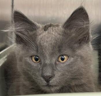 SAURON* -  Domestic Medium Hair Cat for Adoption in Santa Cruz, California - SAURON* | PetCurious