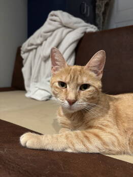 Rescue Domestic Short Hair Cats for Adoption in Broomall, Pennsylvania - Nanette | PetCurious