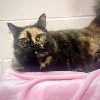 Willow -  Domestic Long Hair and Mixed Breed Cat for Adoption in Owosso, Michigan - Willow | PetCurious