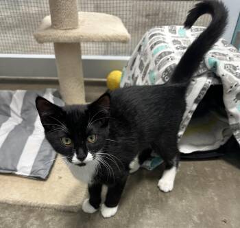 Tuxedo Cats Available for Adoption - Pookie | PetCurious
